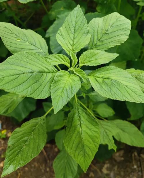 夏天快吃长寿菜，路边到处都是，掐根枝扔水里就活！，长寿菜是什么做的-第2张图片-优品飞百科