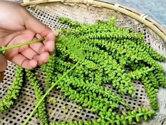 夏天快吃长寿菜，路边到处都是，掐根枝扔水里就活！，长寿菜是什么做的-第3张图片-优品飞百科