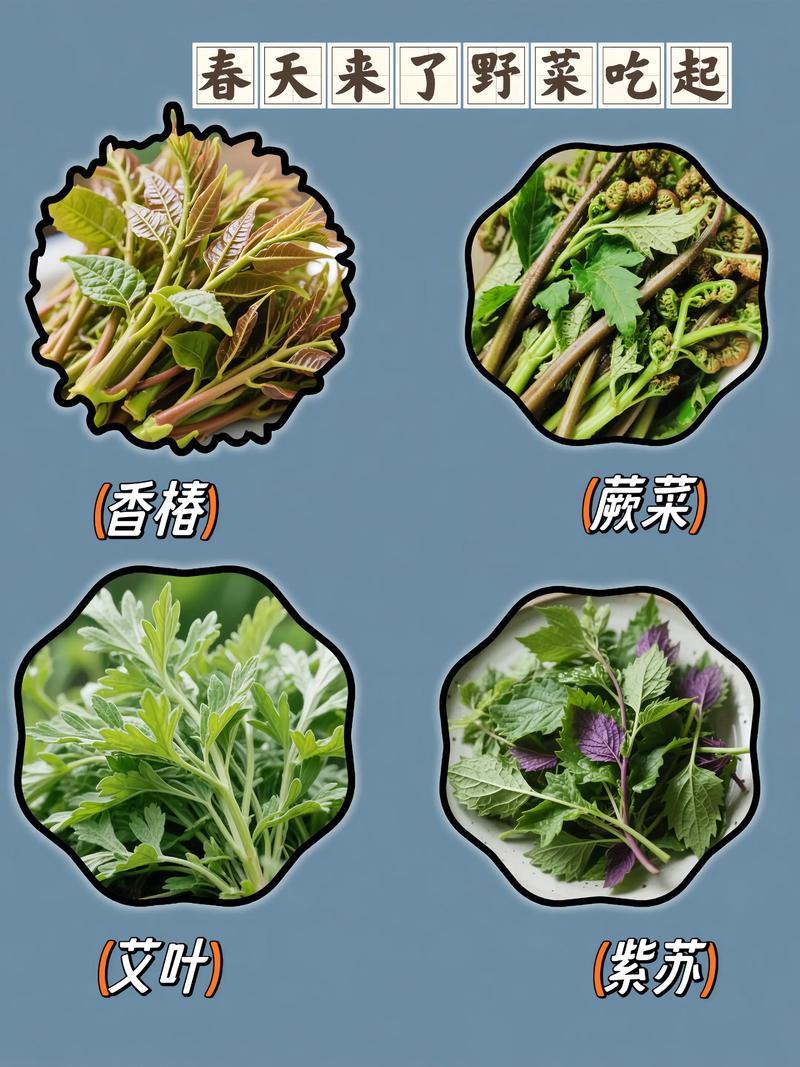 夏天快吃长寿菜，路边到处都是，掐根枝扔水里就活！，长寿菜是什么做的-第4张图片-优品飞百科