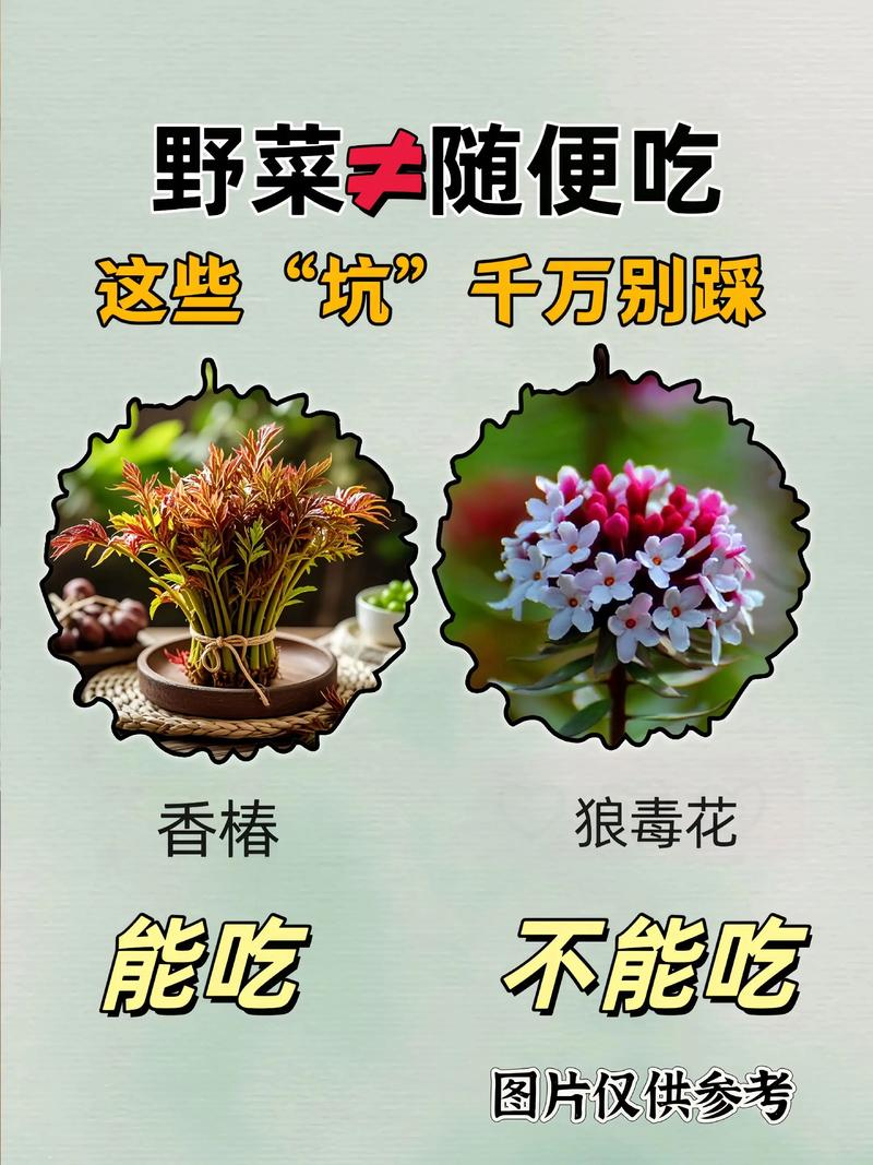 夏天快吃长寿菜，路边到处都是，掐根枝扔水里就活！，长寿菜是什么做的-第5张图片-优品飞百科