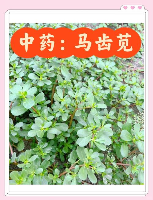 夏天快吃长寿菜，路边到处都是，掐根枝扔水里就活！，长寿菜是什么做的-第6张图片-优品飞百科