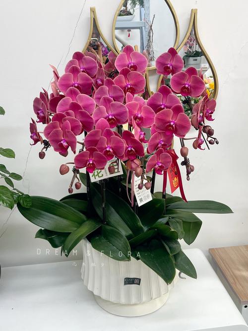 木兰适宜摆放于在室内吗,木兰花放室外还是室内-第1张图片-优品飞百科 木兰适宜摆放于在室内吗,木兰花放室外还是室内-第1张图片-优品飞百科