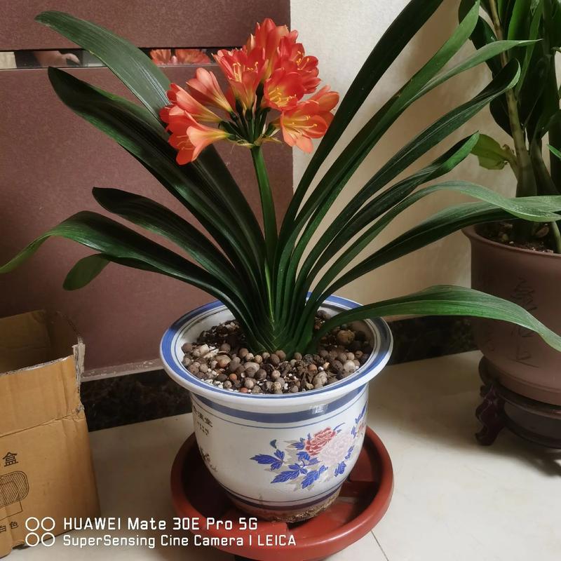 木兰适宜摆放于在室内吗,木兰花放室外还是室内-第2张图片-优品飞百科 木兰适宜摆放于在室内吗,木兰花放室外还是室内-第2张图片-优品飞百科