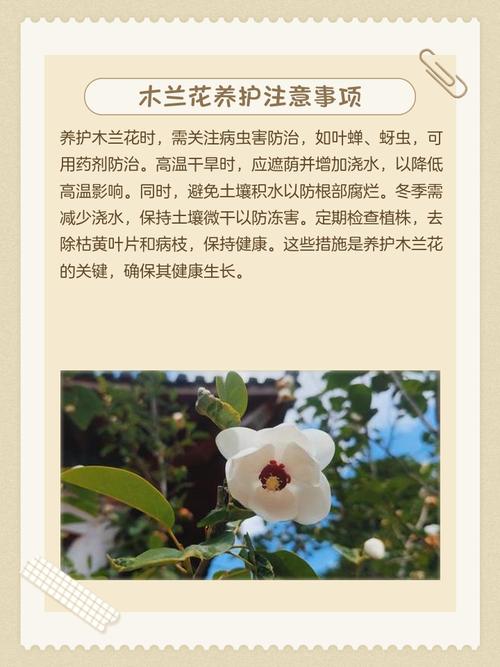 木兰适宜摆放于在室内吗,木兰花放室外还是室内-第4张图片-优品飞百科 木兰适宜摆放于在室内吗,木兰花放室外还是室内-第4张图片-优品飞百科