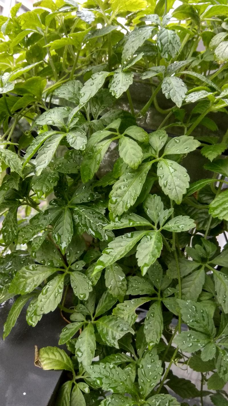 咬人猫的功效和作用，咬人猫是啥-第4张图片-优品飞百科