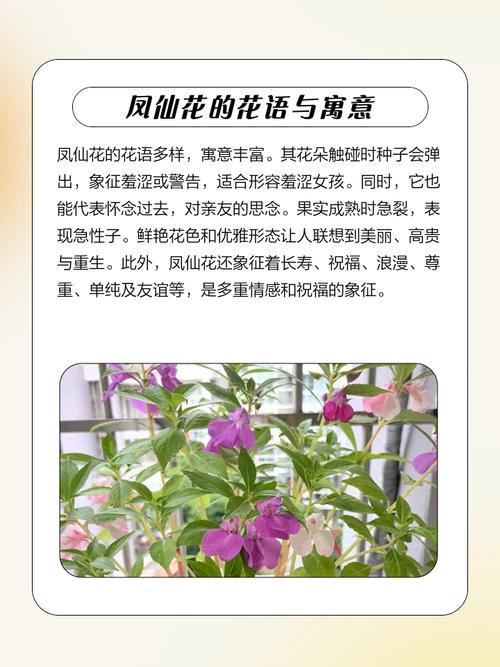 凤仙花的花语和寓意，有什么传说故事，凤仙花的花语和象征代表意义是什么?-第1张图片-优品飞百科