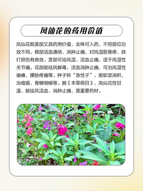 凤仙花的花语和寓意，有什么传说故事，凤仙花的花语和象征代表意义是什么?-第3张图片-优品飞百科