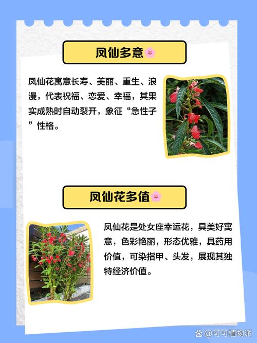 凤仙花的花语和寓意，有什么传说故事，凤仙花的花语和象征代表意义是什么?-第4张图片-优品飞百科