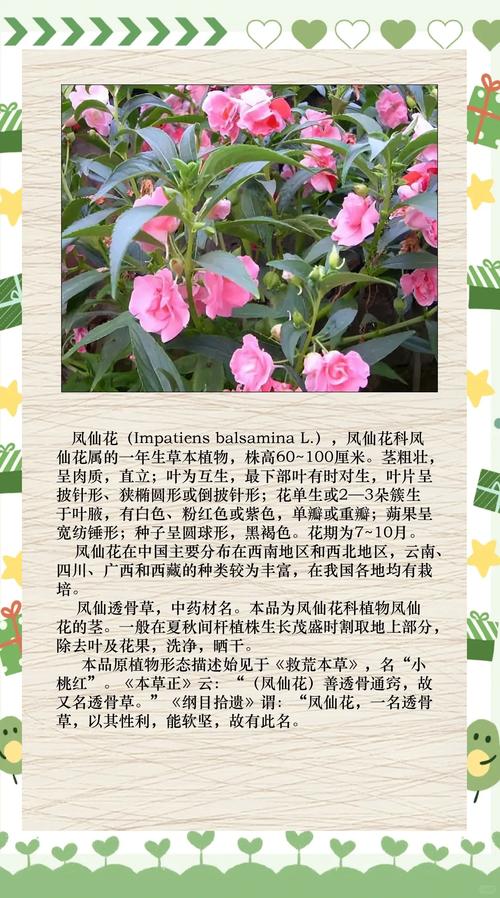 凤仙花的花语和寓意，有什么传说故事，凤仙花的花语和象征代表意义是什么?-第5张图片-优品飞百科