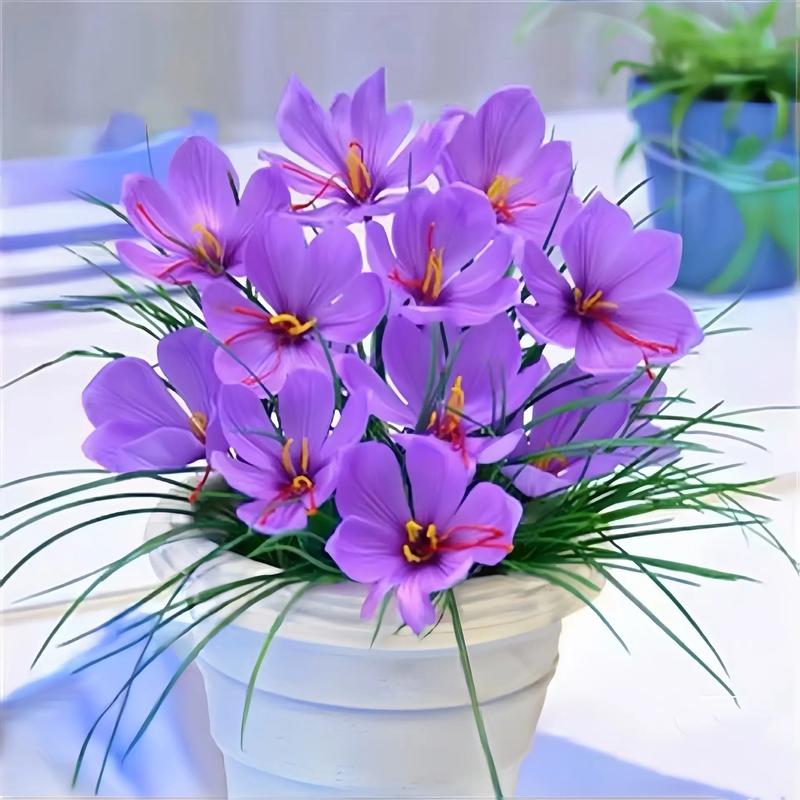 藏红花介绍，藏红花是什么？藏红花是什么作用的？-第3张图片-优品飞百科