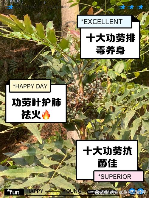 前十功劳的功效与作用？前十功劳的功效与作用主治什么病？-第1张图片-优品飞百科