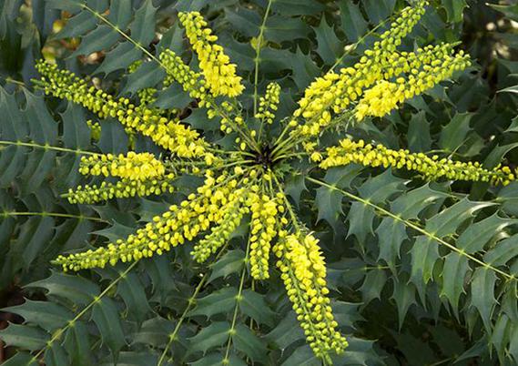 前十功劳的功效与作用？前十功劳的功效与作用主治什么病？-第2张图片-优品飞百科