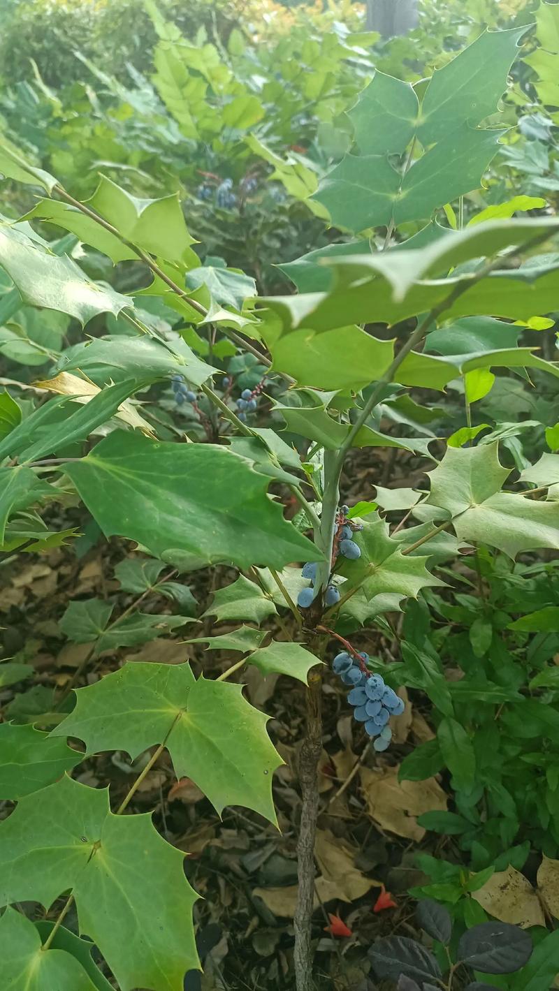 前十功劳的功效与作用？前十功劳的功效与作用主治什么病？-第3张图片-优品飞百科