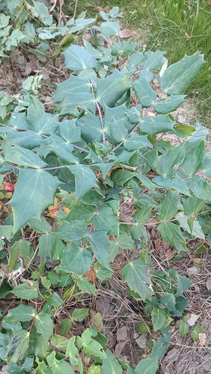 前十功劳的功效与作用？前十功劳的功效与作用主治什么病？-第4张图片-优品飞百科