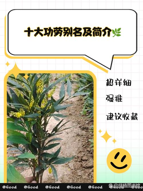 前十功劳的功效与作用？前十功劳的功效与作用主治什么病？-第5张图片-优品飞百科