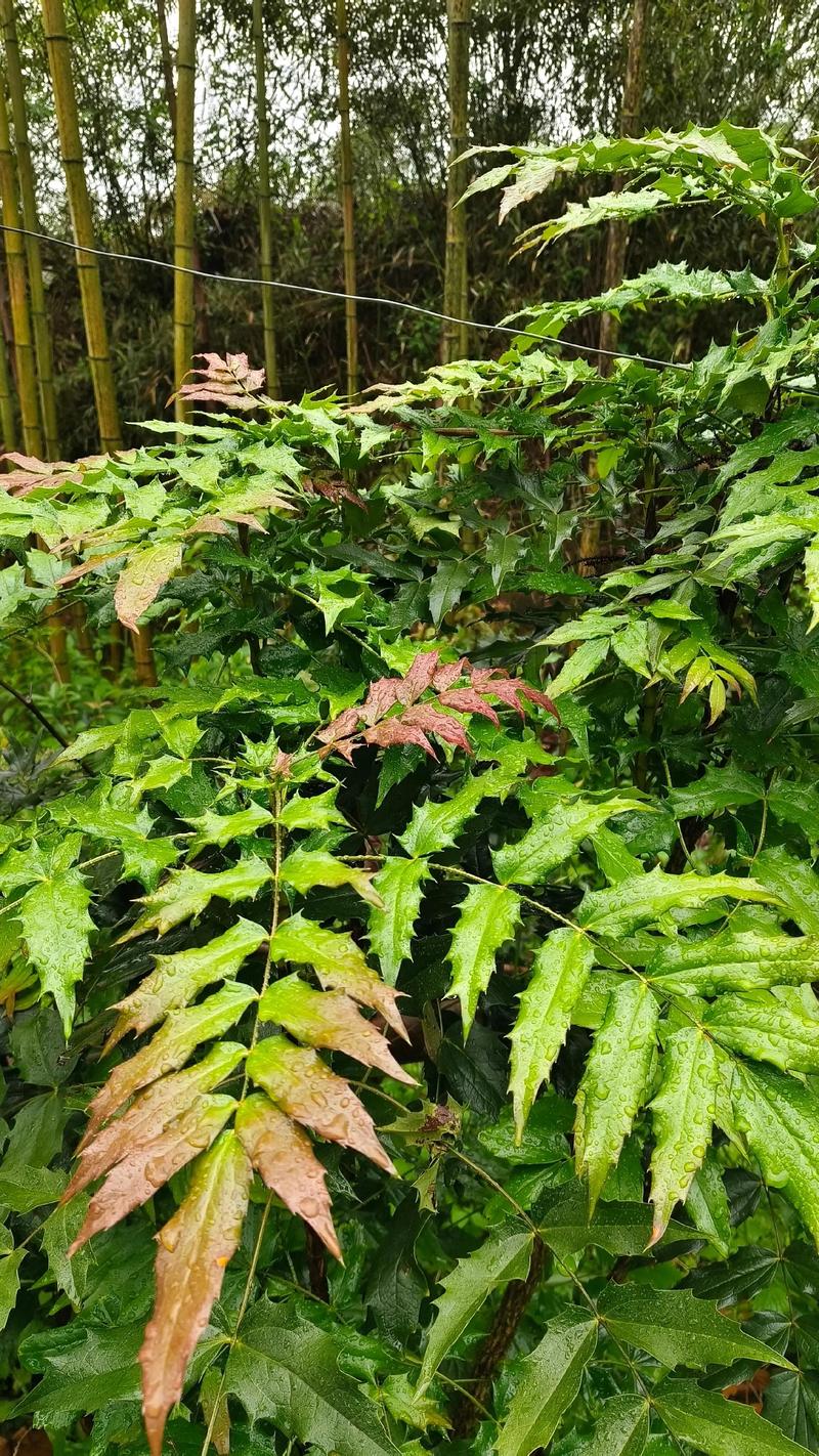 前十功劳的功效与作用？前十功劳的功效与作用主治什么病？-第6张图片-优品飞百科