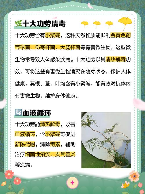 前十功劳的功效与作用？前十功劳的功效与作用主治什么病？-第7张图片-优品飞百科