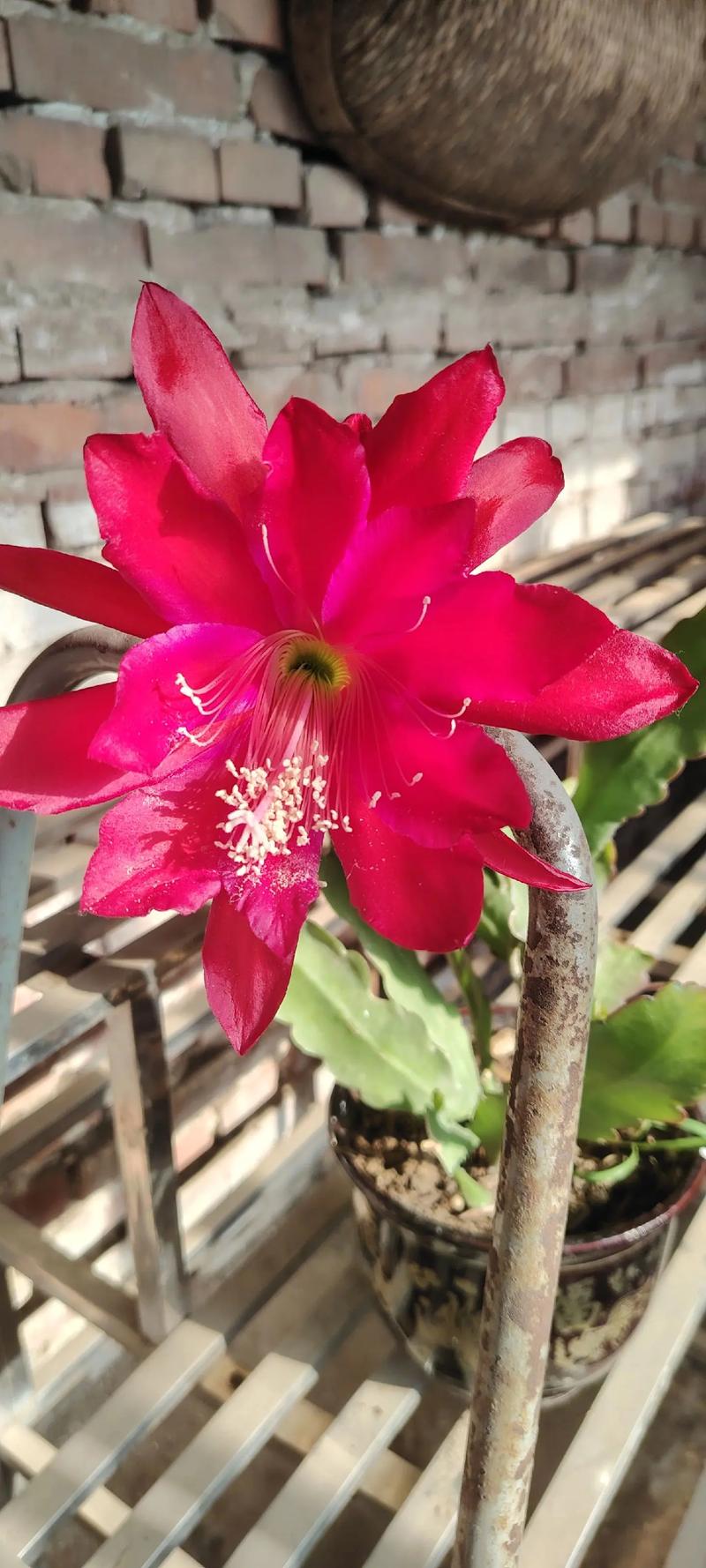 家里养令箭荷花有什么好处，养令箭荷花用什么盆？-第2张图片-优品飞百科