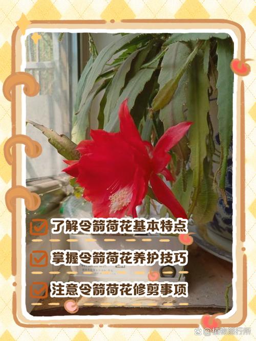 家里养令箭荷花有什么好处，养令箭荷花用什么盆？-第3张图片-优品飞百科