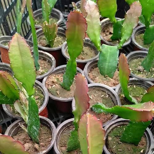 家里养令箭荷花有什么好处，养令箭荷花用什么盆？-第6张图片-优品飞百科