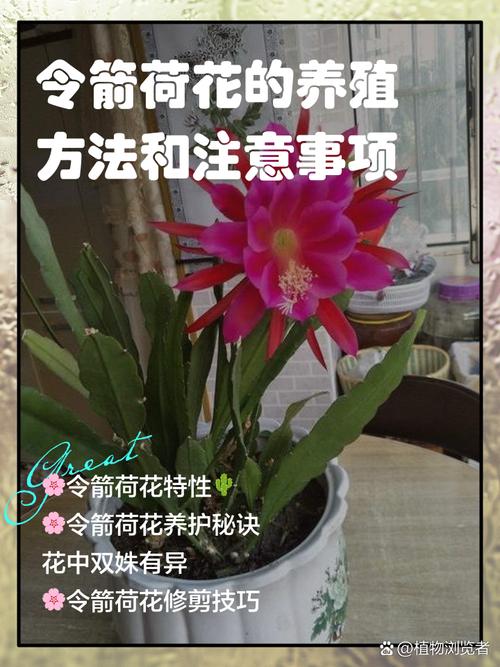 家里养令箭荷花有什么好处，养令箭荷花用什么盆？-第7张图片-优品飞百科