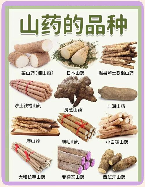 山药是什么，山药与淮山的区别？如何区分山药和淮山?二者营养功效一样吗?？-第4张图片-优品飞百科