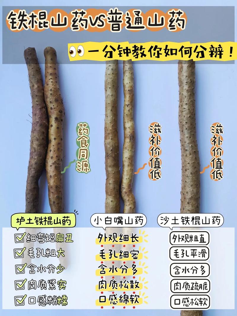 山药是什么，山药与淮山的区别？如何区分山药和淮山?二者营养功效一样吗?？-第5张图片-优品飞百科
