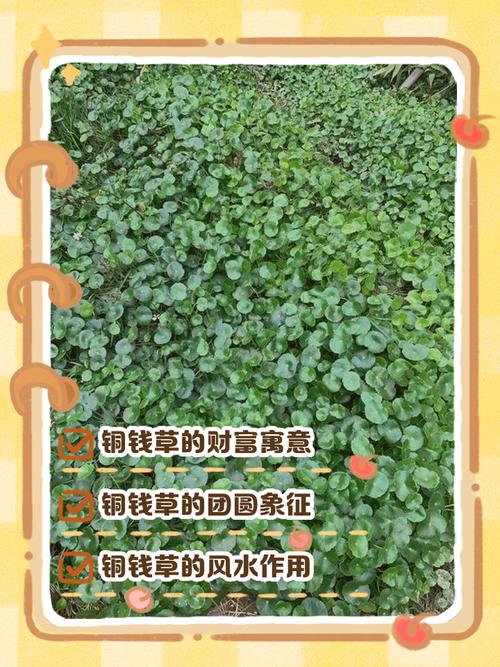 铜钱草放哪里招财，铜钱草放哪里招财又旺宅？