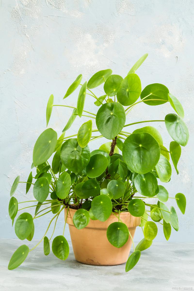 铜钱草放哪里招财，铜钱草放哪里招财又旺宅？-第3张图片-优品飞百科