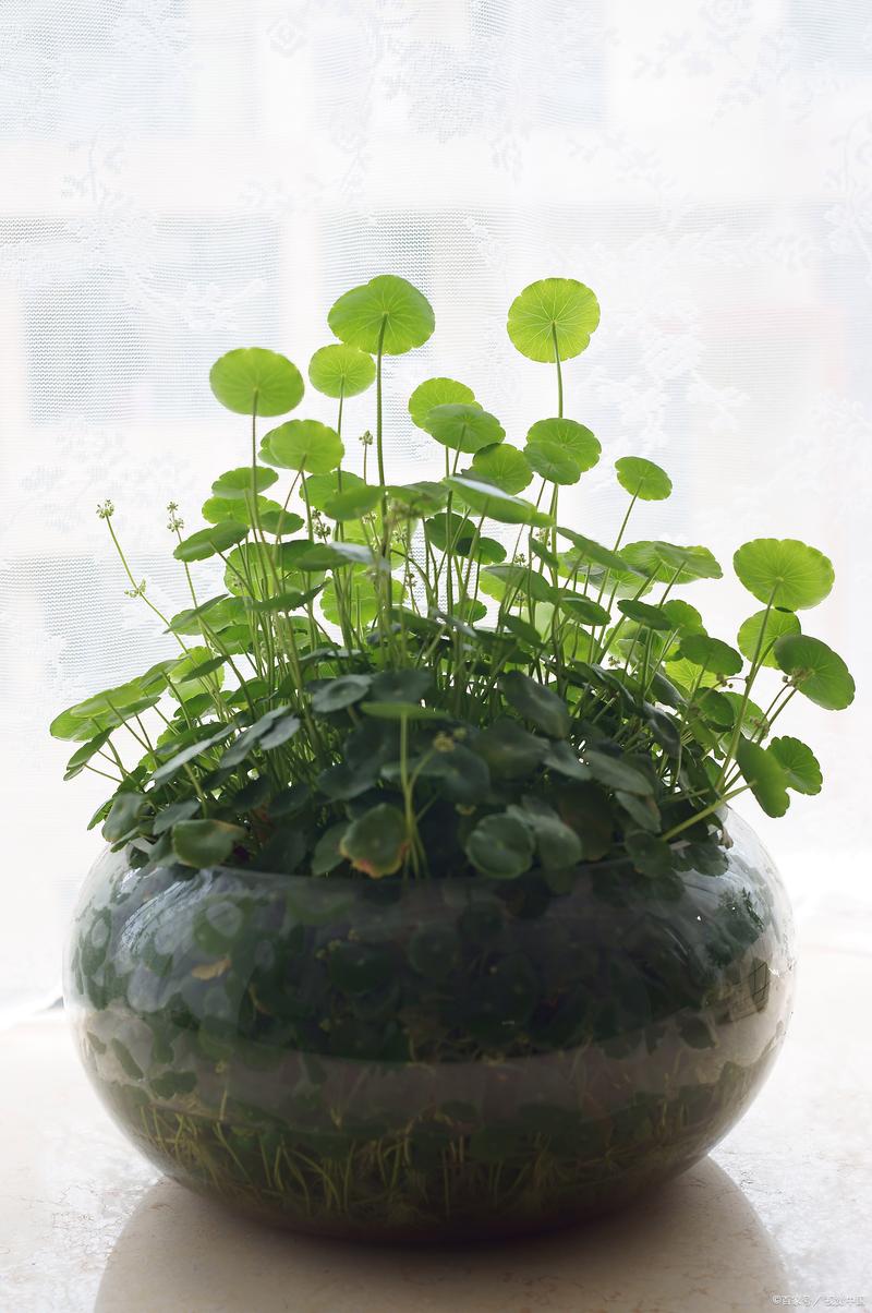 铜钱草放哪里招财，铜钱草放哪里招财又旺宅？-第5张图片-优品飞百科