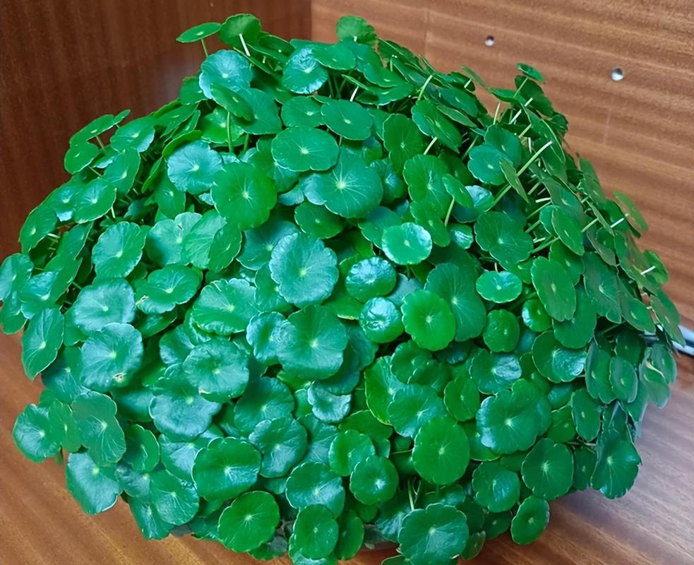 铜钱草放哪里招财，铜钱草放哪里招财又旺宅？-第6张图片-优品飞百科