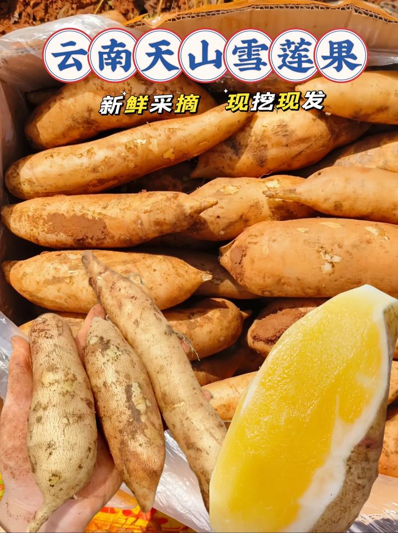 雪莲果的正确吃法？雪莲果的正确吃法与功效？-第4张图片-优品飞百科