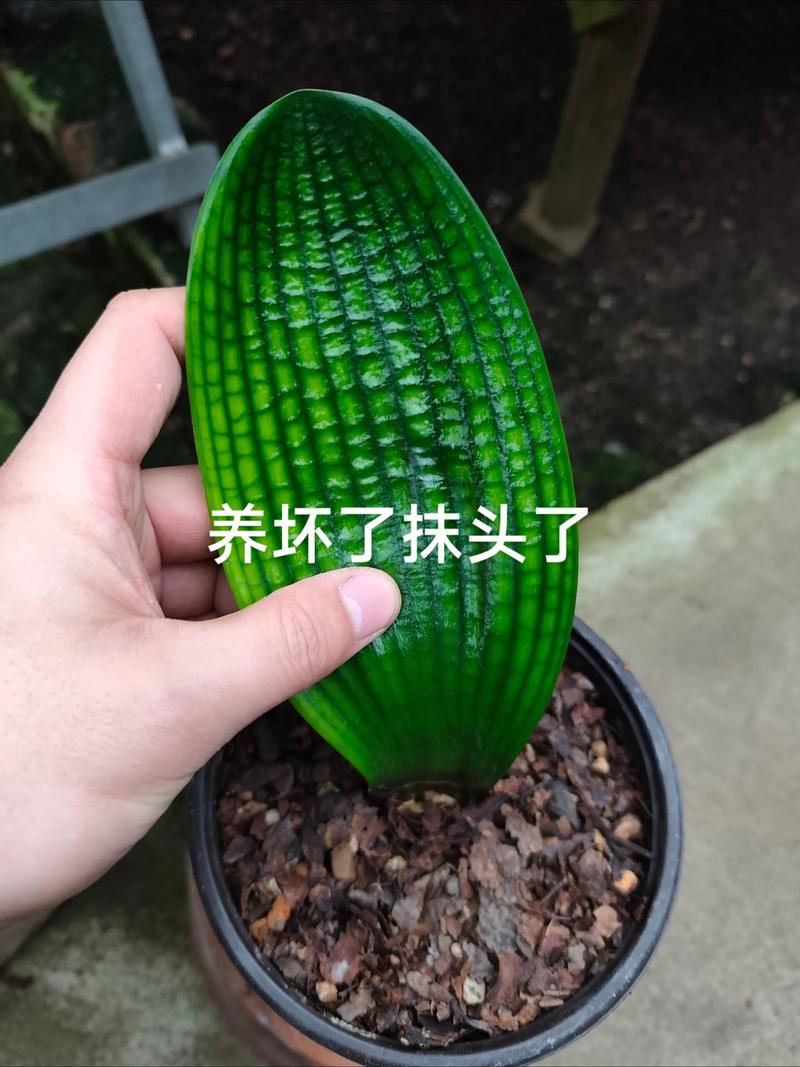 君子兰能放卧室吗,君子兰能放卧室吗有毒吗?-第1张图片-优品飞百科 君子兰能放卧室吗,君子兰能放卧室吗有毒吗?-第1张图片-优品飞百科