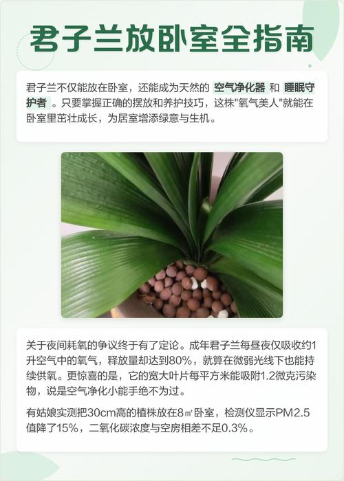 君子兰能放卧室吗,君子兰能放卧室吗有毒吗?-第2张图片-优品飞百科 君子兰能放卧室吗,君子兰能放卧室吗有毒吗?-第2张图片-优品飞百科