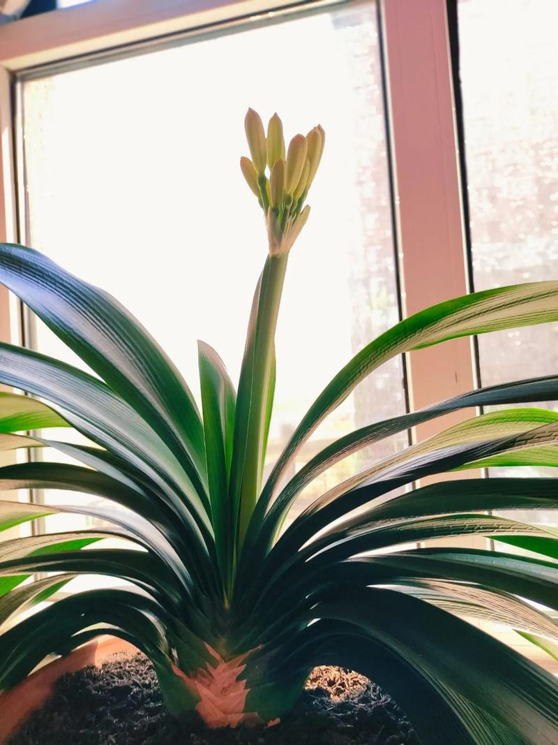 君子兰能放卧室吗,君子兰能放卧室吗有毒吗?-第4张图片-优品飞百科 君子兰能放卧室吗,君子兰能放卧室吗有毒吗?-第4张图片-优品飞百科