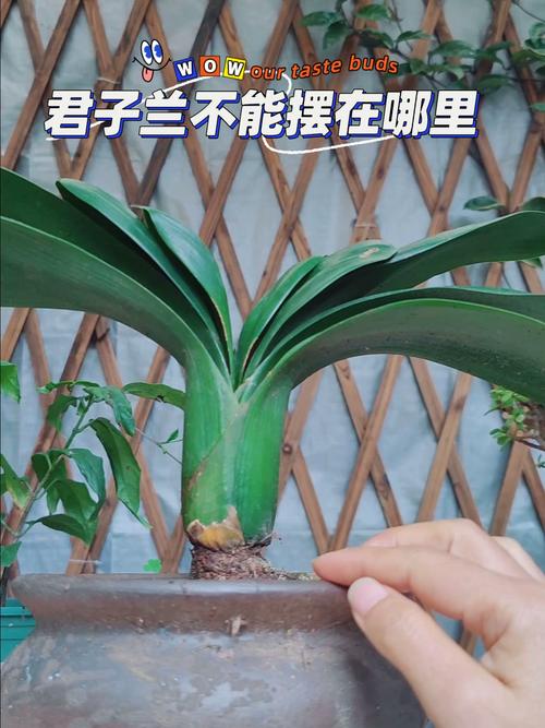 君子兰能放卧室吗,君子兰能放卧室吗有毒吗?-第5张图片-优品飞百科 君子兰能放卧室吗,君子兰能放卧室吗有毒吗?-第5张图片-优品飞百科