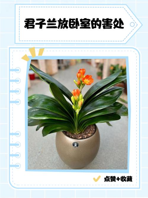 君子兰能放卧室吗,君子兰能放卧室吗有毒吗?-第6张图片-优品飞百科 君子兰能放卧室吗,君子兰能放卧室吗有毒吗?-第6张图片-优品飞百科