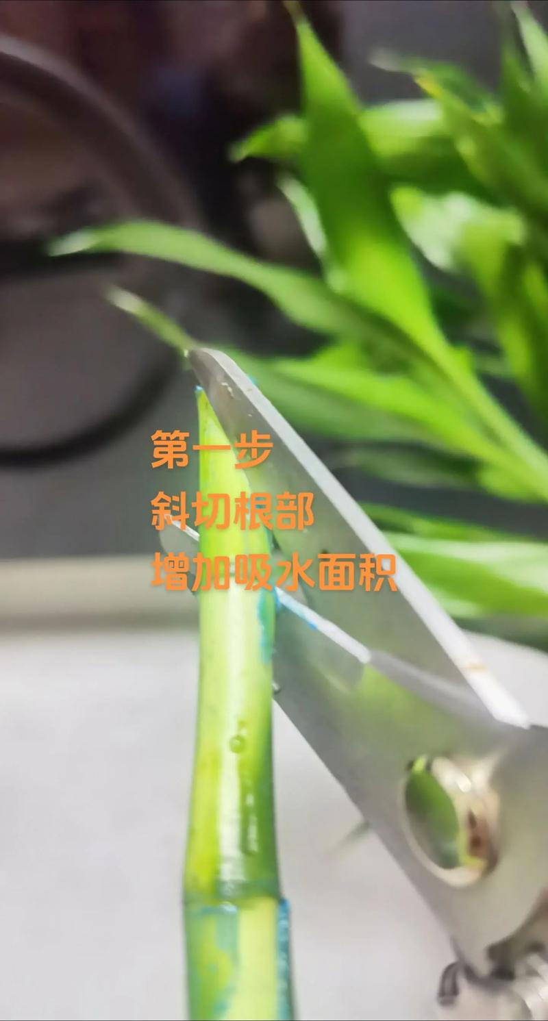 富贵竹养9支好还是10支好,富贵竹养10根代表什么?-第3张图片-优品飞百科 富贵竹养9支好还是10支好,富贵竹养10根代表什么?-第3张图片-优品飞百科