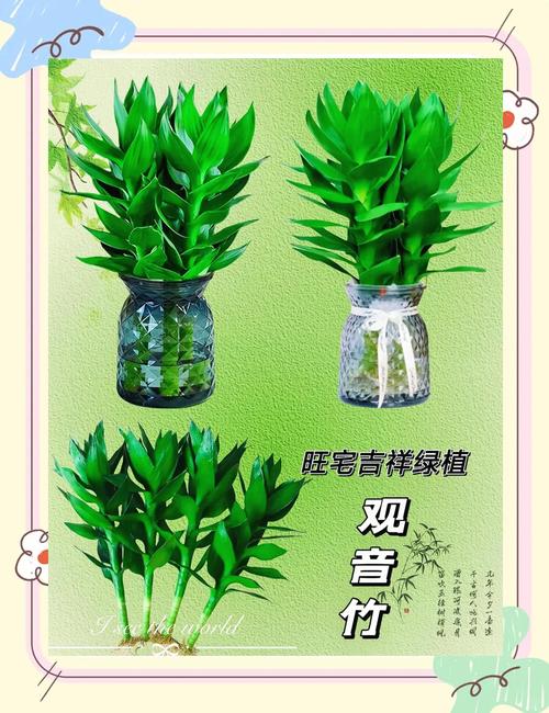 富贵竹养9支好还是10支好,富贵竹养10根代表什么?-第4张图片-优品飞百科 富贵竹养9支好还是10支好,富贵竹养10根代表什么?-第4张图片-优品飞百科
