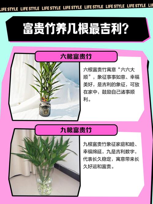 富贵竹养9支好还是10支好,富贵竹养10根代表什么?-第5张图片-优品飞百科 富贵竹养9支好还是10支好,富贵竹养10根代表什么?-第5张图片-优品飞百科