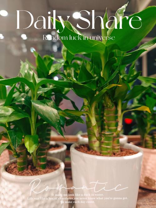 富贵竹养9支好还是10支好,富贵竹养10根代表什么?-第6张图片-优品飞百科 富贵竹养9支好还是10支好,富贵竹养10根代表什么?-第6张图片-优品飞百科