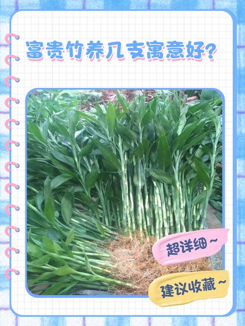富贵竹养9支好还是10支好,富贵竹养10根代表什么?-第7张图片-优品飞百科 富贵竹养9支好还是10支好,富贵竹养10根代表什么?-第7张图片-优品飞百科