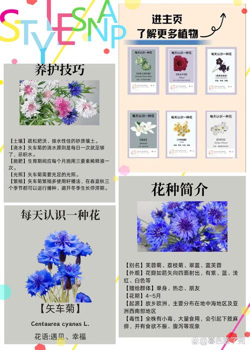 矢车菊的花语和寓意，有什么传说故事，矢车菊象征着什么意思