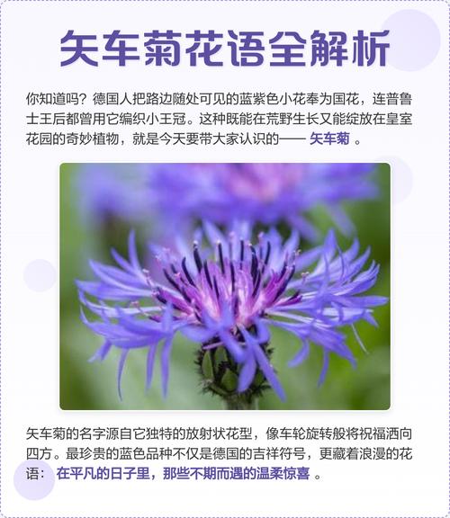 矢车菊的花语和寓意，有什么传说故事，矢车菊象征着什么意思-第2张图片-优品飞百科