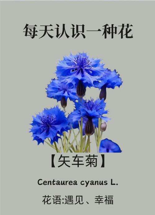 矢车菊的花语和寓意，有什么传说故事，矢车菊象征着什么意思-第3张图片-优品飞百科