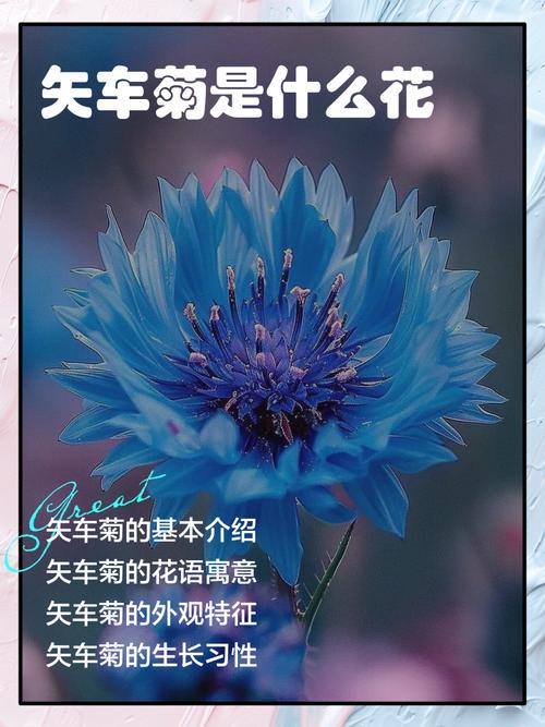 矢车菊的花语和寓意，有什么传说故事，矢车菊象征着什么意思-第4张图片-优品飞百科