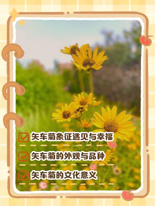 矢车菊的花语和寓意，有什么传说故事，矢车菊象征着什么意思-第5张图片-优品飞百科