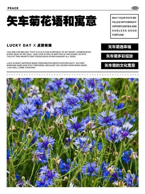 矢车菊的花语和寓意，有什么传说故事，矢车菊象征着什么意思-第6张图片-优品飞百科