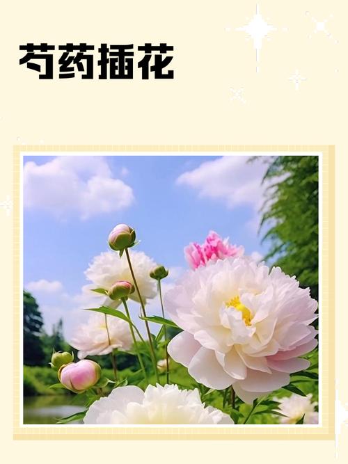 芍药插花特点，芍药插花瓶图片-第3张图片-优品飞百科