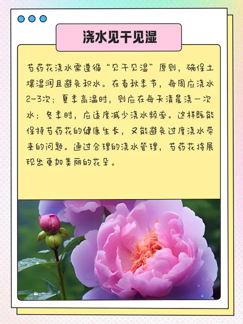 芍药插花特点，芍药插花瓶图片-第5张图片-优品飞百科